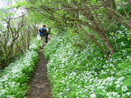 The Kildonan Garlic Woods